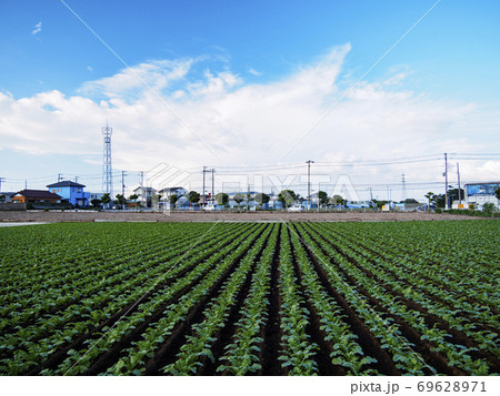 日本の貴重な自然湘南三浦半島の小網代の森（秋） 69628971