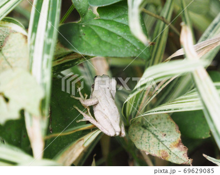 白いアマガエル アマガエルの変身 の写真素材 白いアマガエル アマガエルの変身 の写真素材