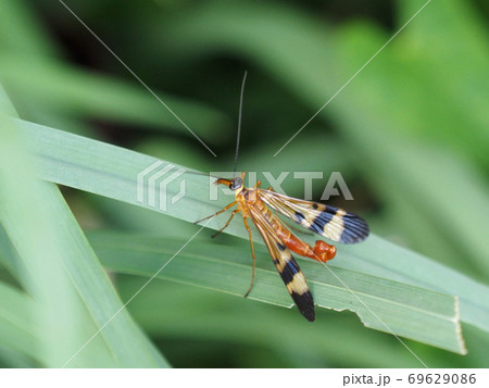 草にとまるシリアゲムシ(ヤマトシリアゲ秋型。別名ベッコウシリアゲ。オス) 草にとまるシリアゲムシ(ヤマトシリアゲ秋型。別名ベッコウシリアゲ。オス) 69629086