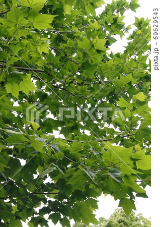 プラタナスの大きい葉と若い実の写真素材