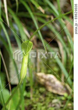 カラスビシャク 69629606