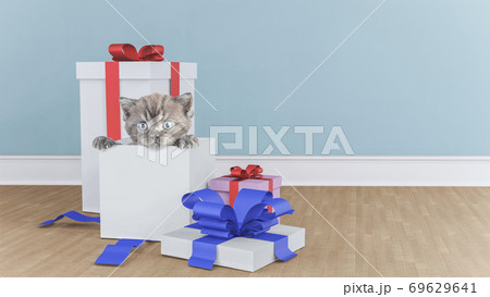 Kitten in the gift box Kitten in the gift box 69629641