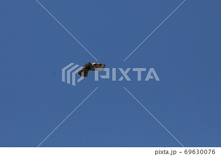 青空の中を飛ぶノスリ 69630076