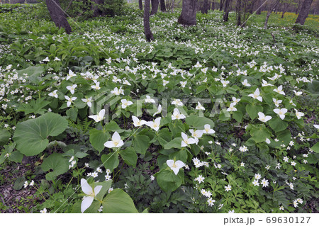 オオバナノエンレイソウの群落 北海道 芽室町 の写真素材