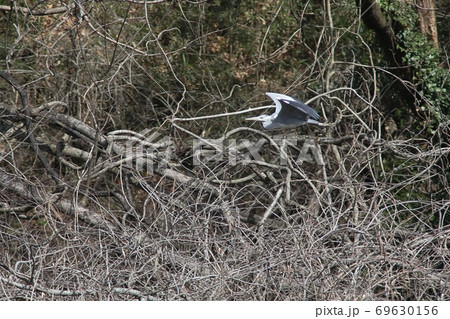 空を飛んでいるアオサギ 空を飛んでいるアオサギ 69630156