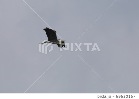 空を飛んでいるアオサギ 空を飛んでいるアオサギ 69630167