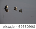 水辺のカモ 69630908