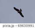空を飛んでいるトビ 69630991