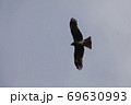 空を飛んでいるトビ 69630993