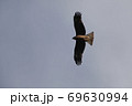 空を飛んでいるトビ 69630994