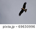 空を飛んでいるトビ 69630996
