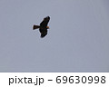 空を飛んでいるトビ 69630998