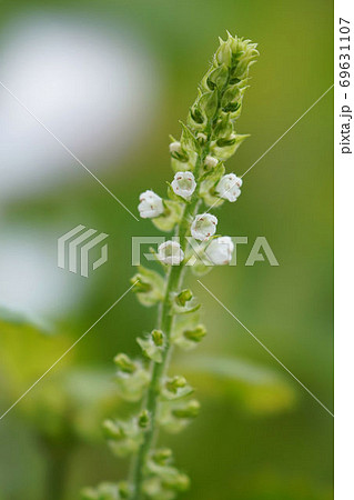 シソの花の写真素材