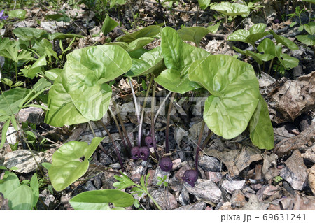 オクエゾサイシン（北海道・旭川市） 69631241