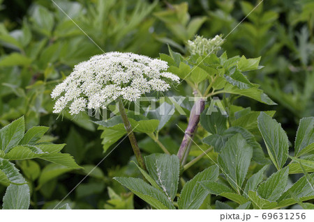エゾノシシウド（北海道・知床） 69631256