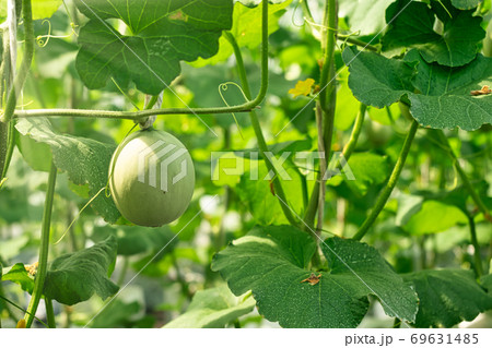 A young cantaloupe and leaves on the tree. 69631485