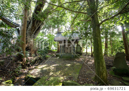 神社境内にそびえるシナノキの古木　秋田県 69631721