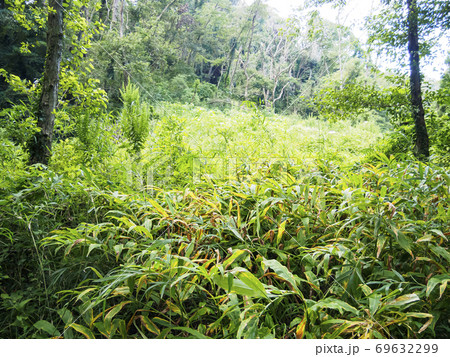 日本の貴重な自然湘南三浦半島の小網代の森（秋） 69632299