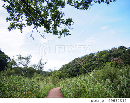 日本の貴重な自然湘南三浦半島の小網代の森（秋） 69632315