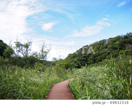 日本の貴重な自然湘南三浦半島の小網代の森（秋） 69632316