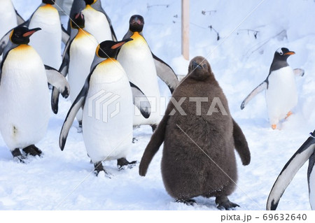 ペンギン大行進（旭山動物園） 69632640