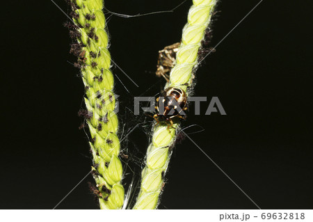 ムラサキシラホシカメムシの幼虫 ムラサキシラホシカメムシの幼虫 69632818