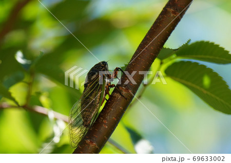 夏の風物詩なのに桜の木で日陰を探すクマゼミ 69633002