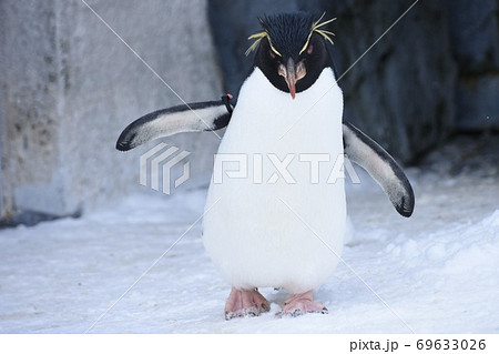 イワトビペンギン 旭山動物園 の写真素材