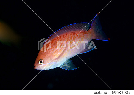 アカオビハナダイのメス 69633087
