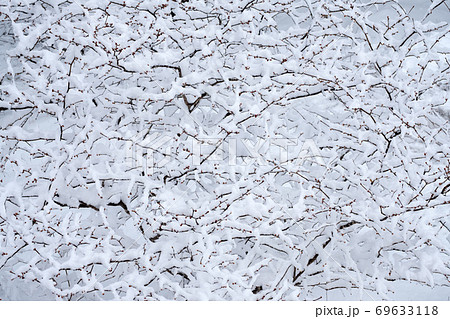 春を待つダンコウバイ 69633118