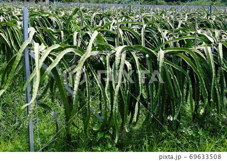 畑 運動場 野原 69633508