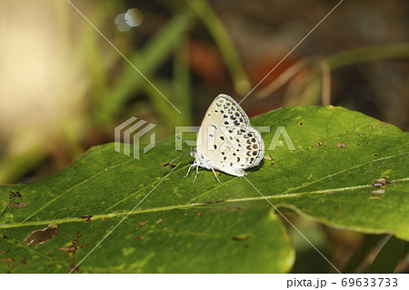 ヤマトシジミ 69633733