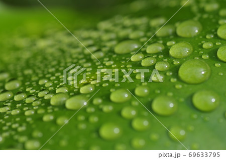 緑の葉に付いた水滴のクローズアップ 緑の葉に付いた水滴のクローズアップ 69633795
