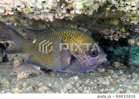卵を守るスズメダイのオス 卵を守るスズメダイのオス 69633826