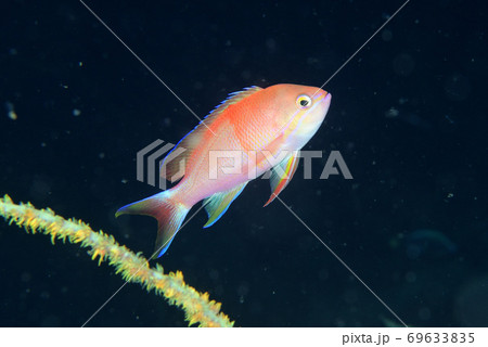 ベニハナダイのオス ベニハナダイのオス 69633835