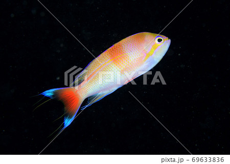 イトヒキコハクハナダイのオス 69633836