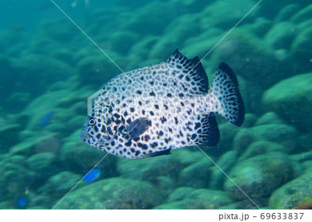 イシガキダイの若魚 イシガキダイの若魚 69633837