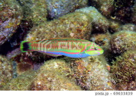 ニシキベラのメス 69633839