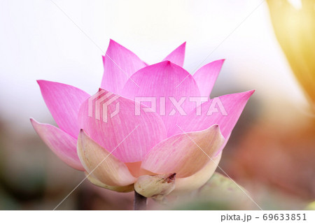Blossom pink lotus flower on nature background. Bloom tropical lotus soft of focus. Blossom pink lotus flower on nature background. Bloom tropical lotus soft of focus. 69633851