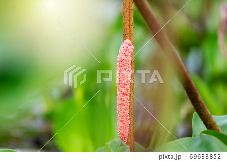 Closeup eggs pink golden applesnail or Channeled applesnail on natural background. 69633852