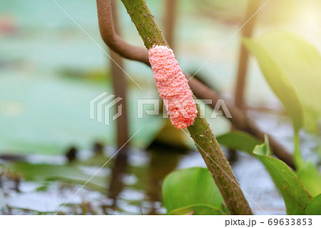 Closeup eggs pink golden applesnail or Channeled applesnail on natural background. 69633853