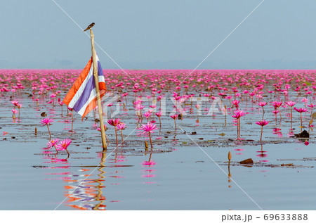 Scenery of the Red Lotus Sea is Seasonal Landmark of Udon Thani Province of Thailand. Scenery of the Red Lotus Sea is Seasonal Landmark of Udon Thani Province of Thailand. 69633888