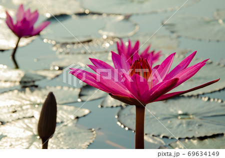 Magenta Lotus is Blooming in Natural Pond. 69634149