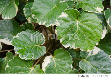 Green Leaf of Plant is Growth in the Tropical Natural Garden. 69634276