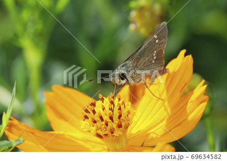 キバナコスモスに吸蜜するイチモンジセセリ キバナコスモスに吸蜜するイチモンジセセリ 69634582