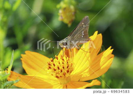 キバナコスモスに吸蜜するイチモンジセセリ 69634583