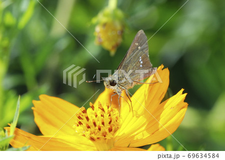 キバナコスモスに吸蜜するイチモンジセセリ 69634584