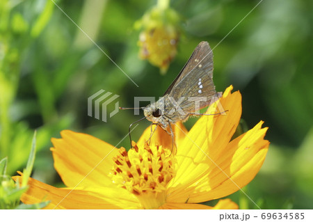 キバナコスモスに吸蜜するイチモンジセセリ 69634585