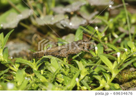 イボバッタ イボバッタ 69634676