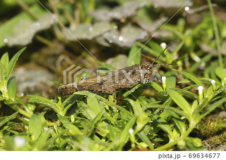 イボバッタ 69634677